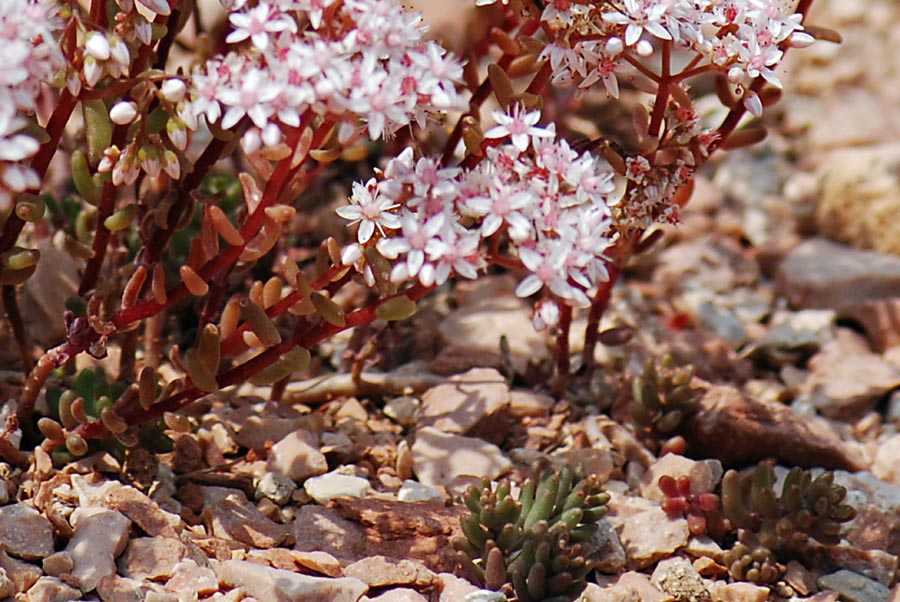 Sedum album / Borracina bianca